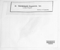 Image Associated With the Occurence